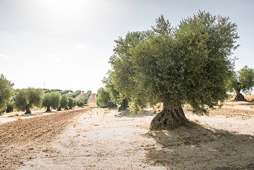 Oliveira