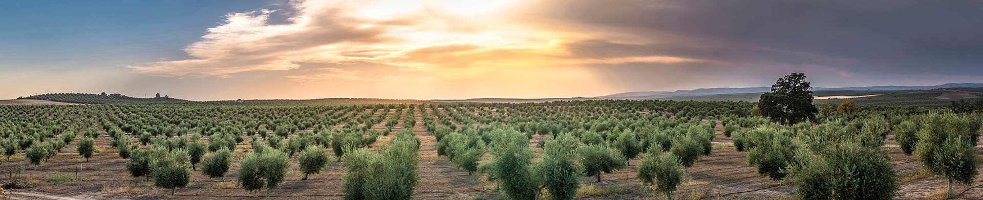 Olival Azeite Dentinho